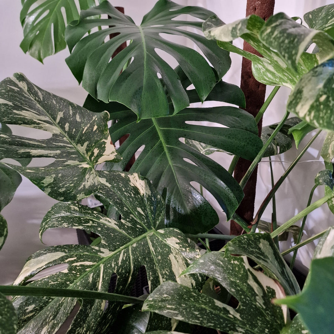 My Favourite Easy-Care Plants: Monstera Love During Lockdown