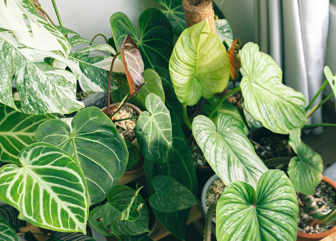 Rare tropical houseplants