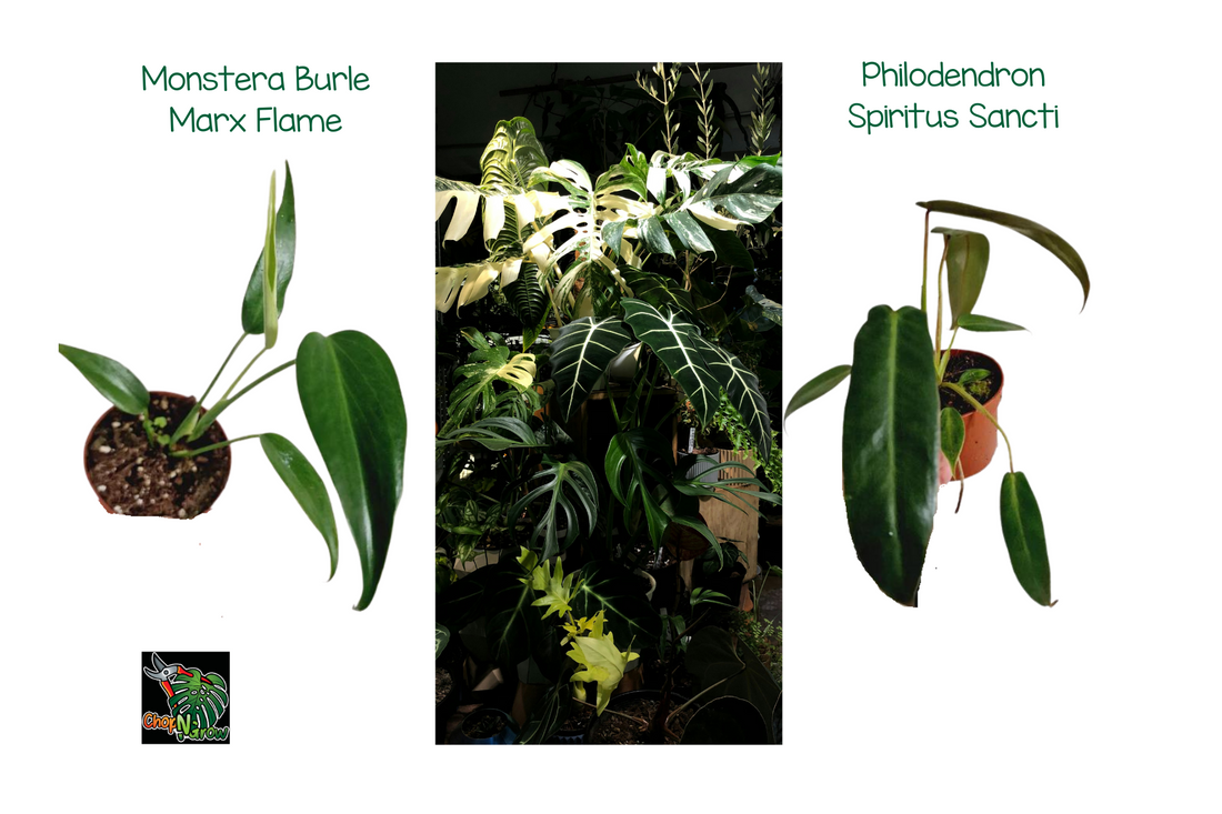 Philodendron Spiritus Sancti Monstera Burle Marx Flame