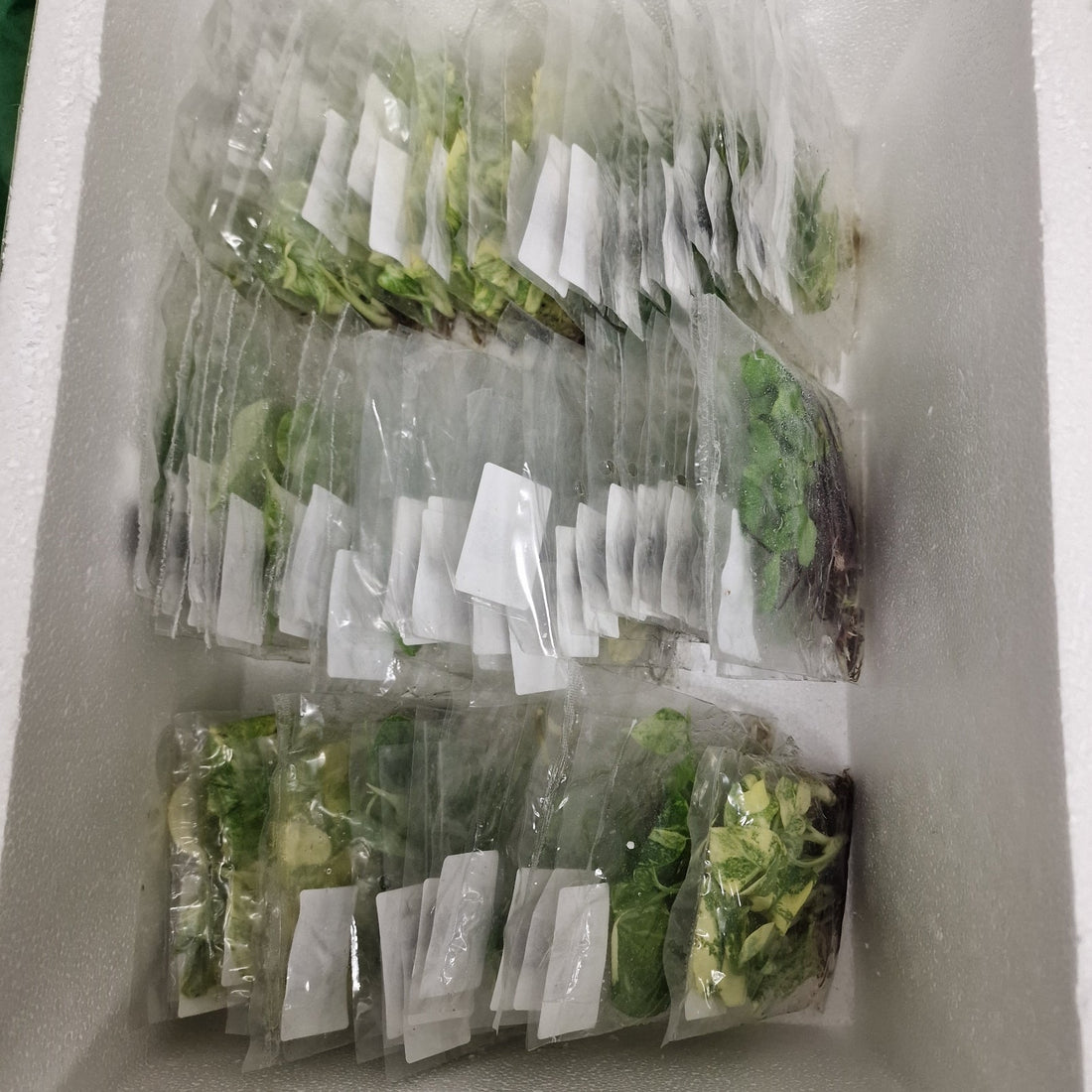 From Lab to Leaf – How Tissue Culture Plants Are Prepared at Chop n Grow