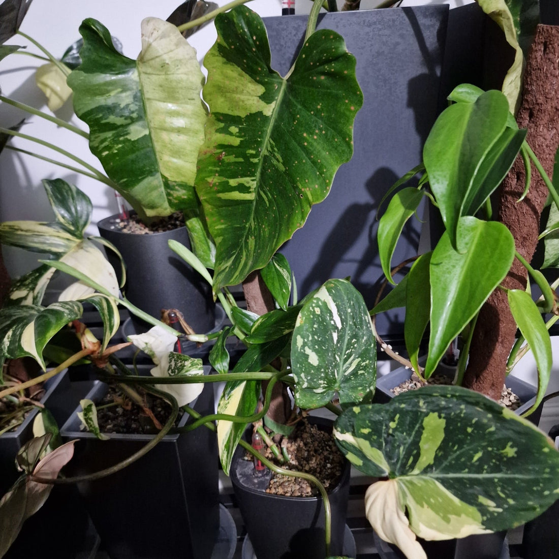From Monstera to Philodendron: Discovering My Next Plant Passion