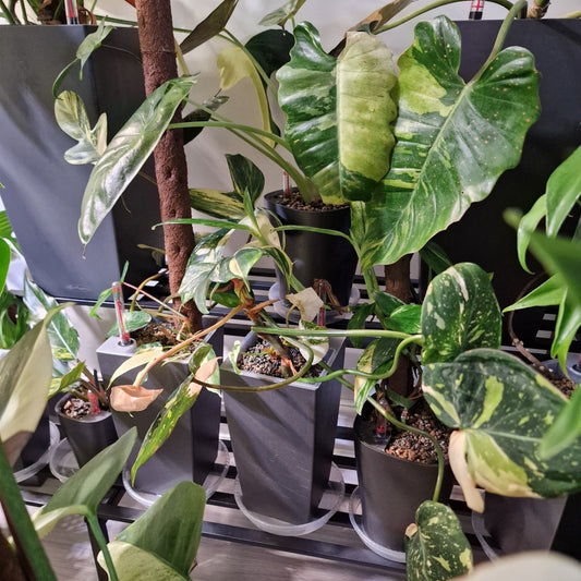 Why I Use Self-Watering Pots for All My Own Plants