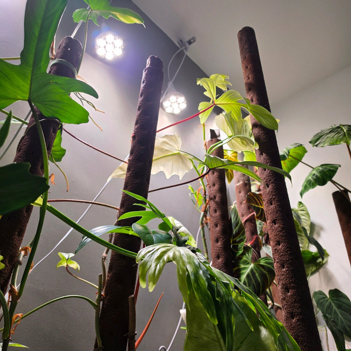 Grow Lights