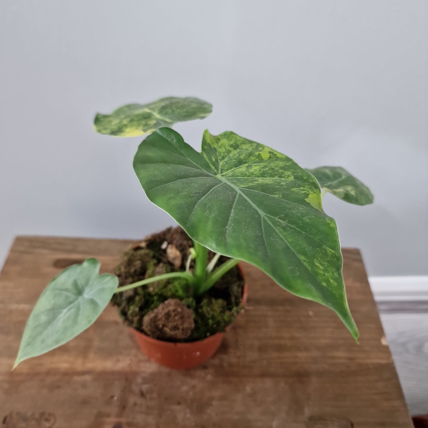 Alocasia Gageana Aurea Variegated Houseplant 10.5cm Pot (5)