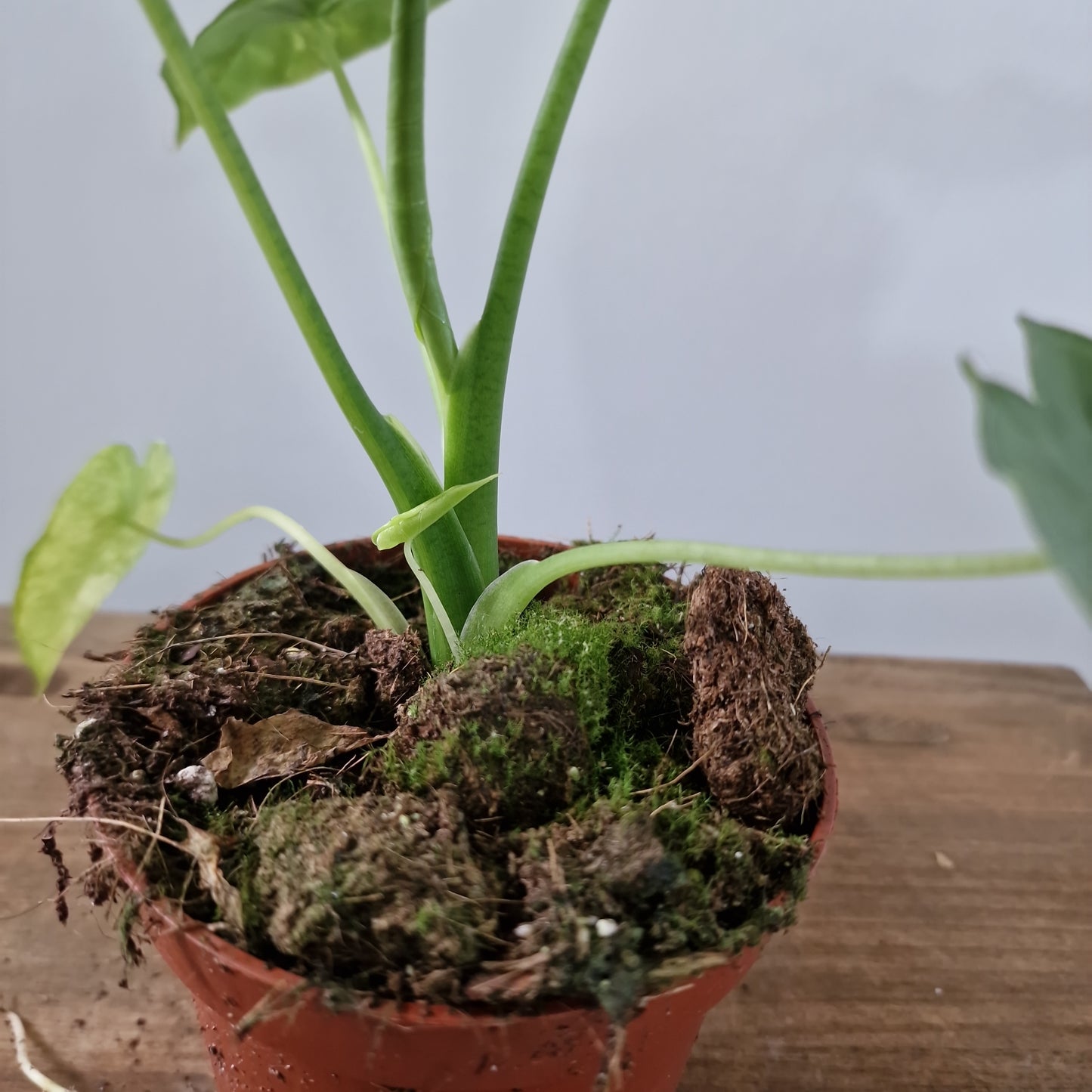 Alocasia Gageana Aurea Variegated Houseplant 10.5cm Pot (5)