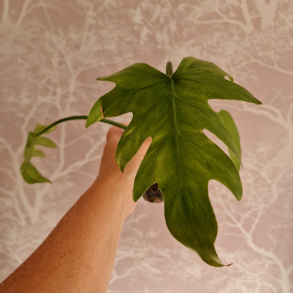 Radiatum Thaumatophyllum Variegated Rare Rooting Houseplant 6cm pot