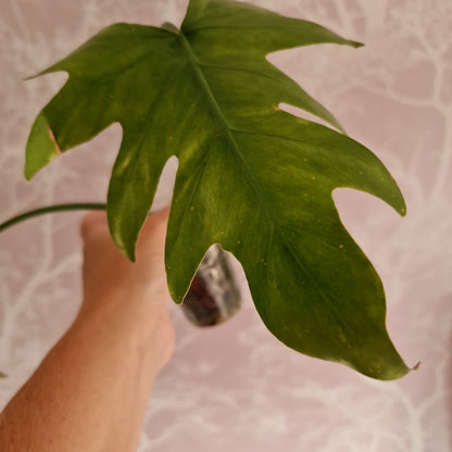 Radiatum Thaumatophyllum Variegated Rare Rooting Houseplant 6cm pot