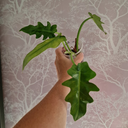 Philodendron Bob Cee Variegated Rare Houseplant 6cm pot