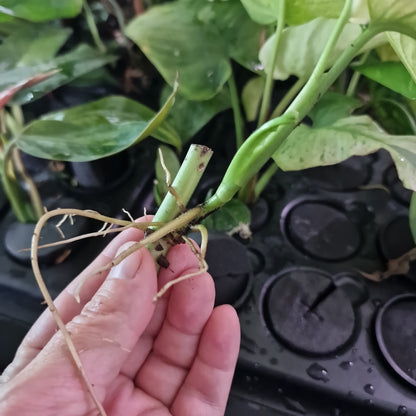 Adansonii Variegated Rooting Cutting