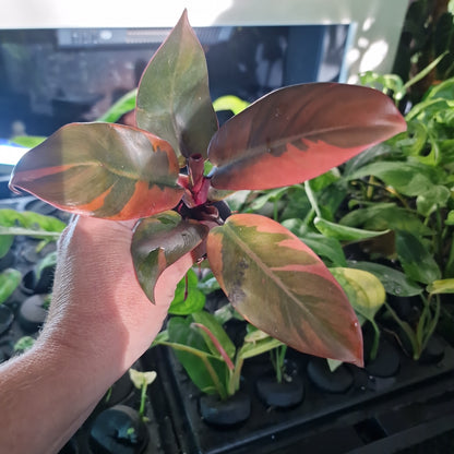 Philodendron Black Cardinal Variegated Rare Rooting Cutting