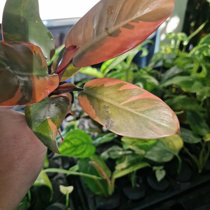 Philodendron Black Cardinal Variegated Rare Rooting Cutting
