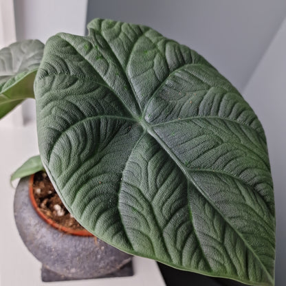 Alocasia Dragon Moon Rare Houseplant 10.5cm Pot