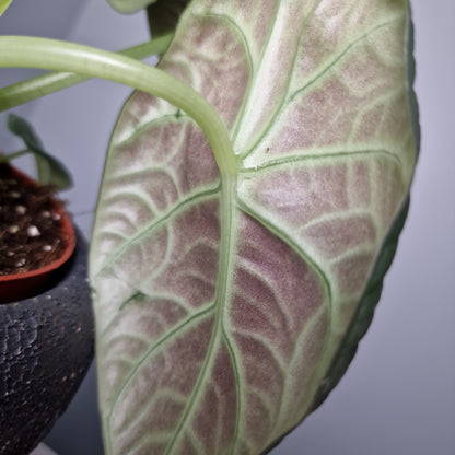 Alocasia Dragon Moon Rare Houseplant 10.5cm Pot