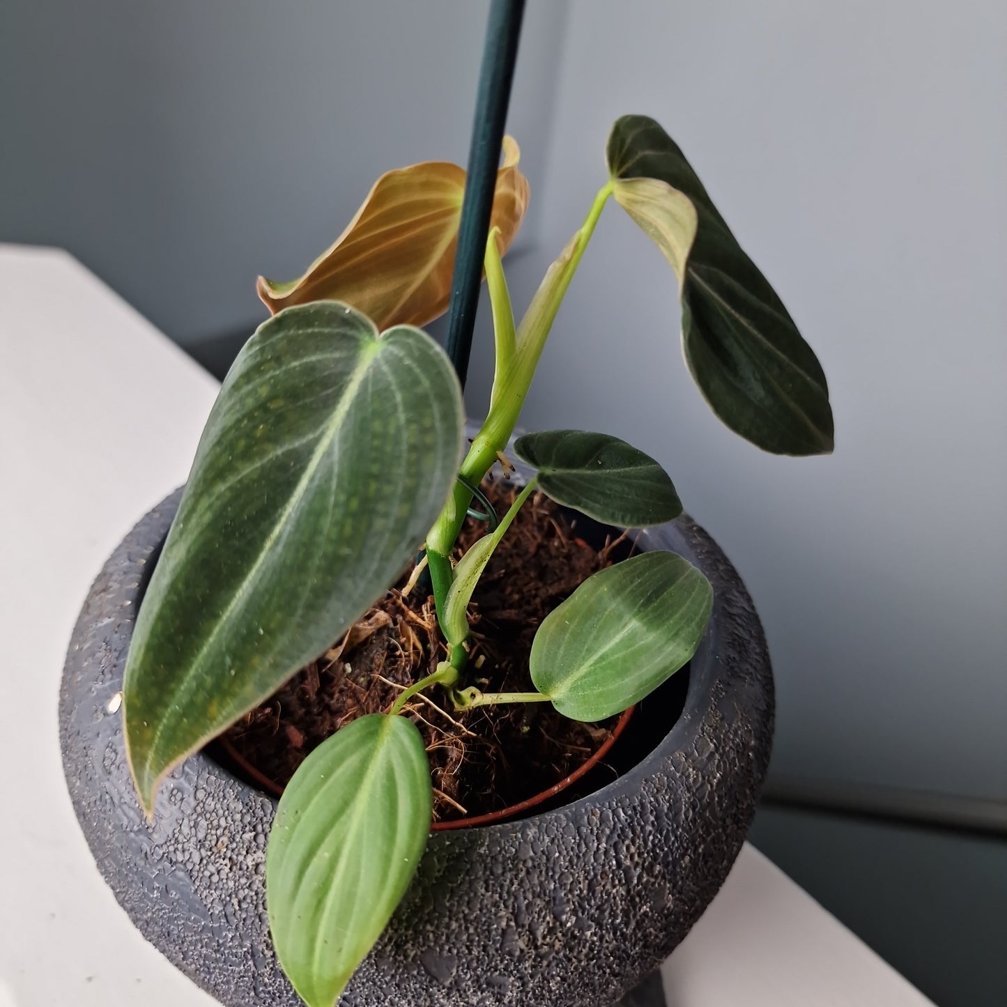 Philodendron Melanochrysum Rare Houseplant 9cm Pot