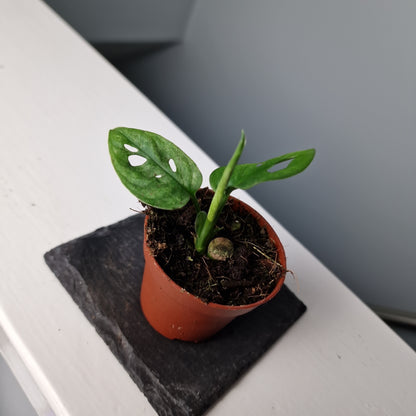 Monstera Adansonii European Mint Houseplant 6cm Pot