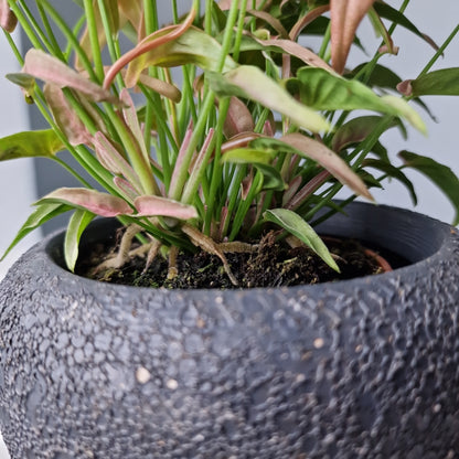 Syngonium T1510 Rare Houseplant 9cm Pot