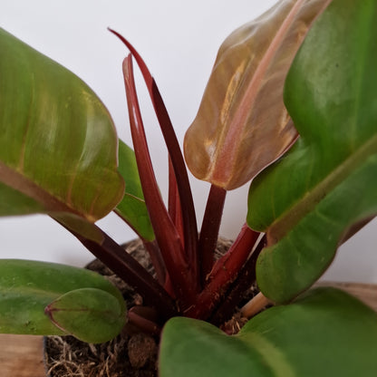 Philodendron Prince of Orange