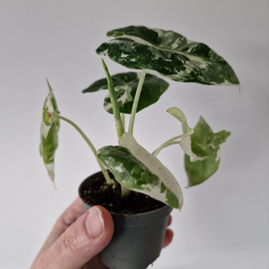 Alocasia Variegated Frydek Houseplant 6cm Pot (d)