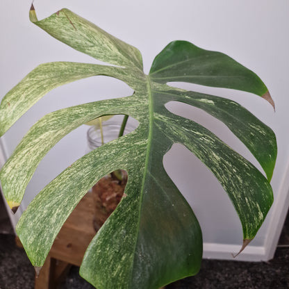 Monstera Mint Rooting Plant