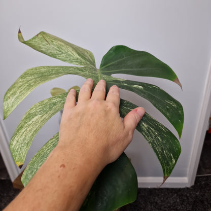 Monstera Mint Rooting Plant