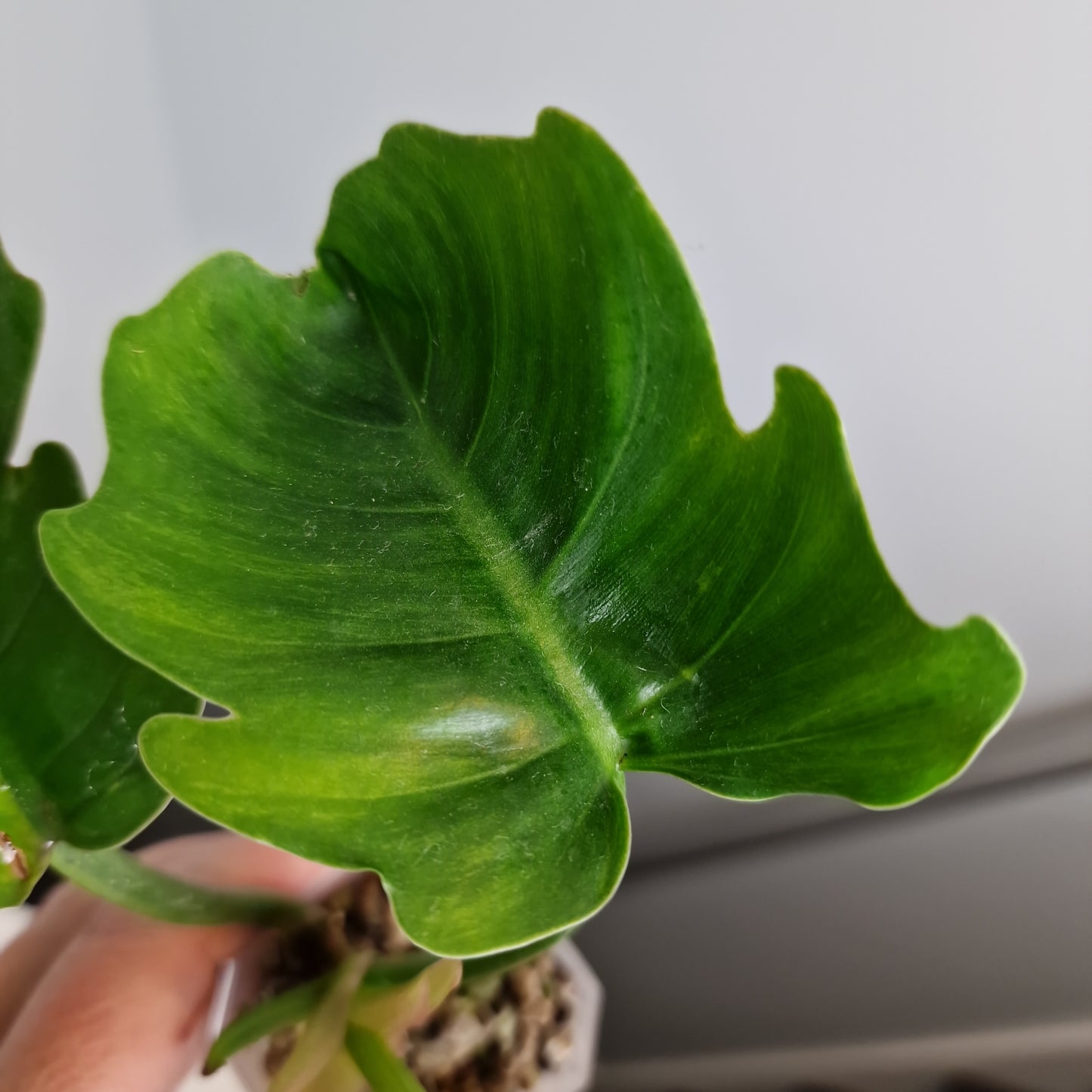 Philodendron Green Caramel Saw Variegated Houseplant