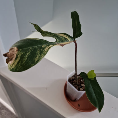 Philodendron Florida Beauty Rare Houseplant 7cm Pot