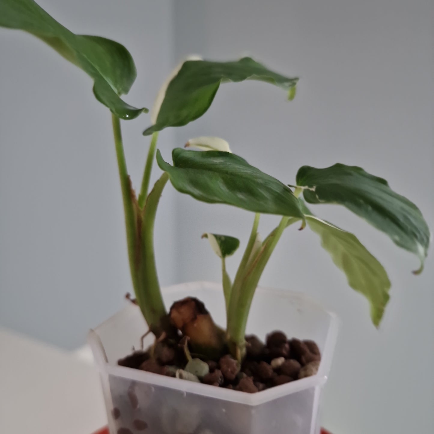 Homalomena Variegated Houseplant 7cm Pot