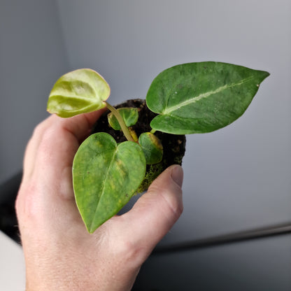 Anthurium Magnificum Green Baby Houseplant 6cm Pot