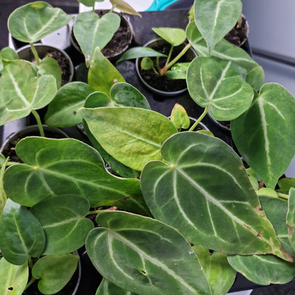 Anthurium Magnificum Green Baby Houseplant 6cm Pot