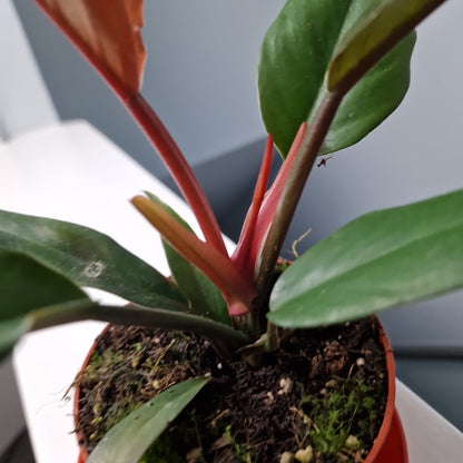 Philodendron Chocco Empress Houseplant 10.5cm pot
