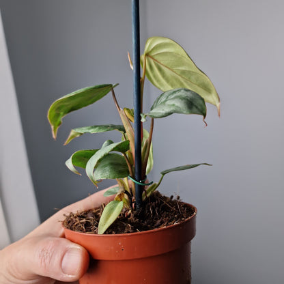 Philodendron Sodiroi Houseplant 9cm pot