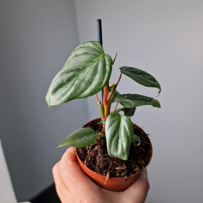 Philodendron Sodiroi Houseplant 9cm pot