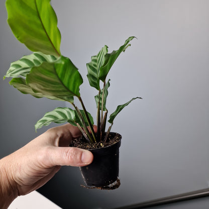 Calathea Feddie Houseplant 7cm Pot