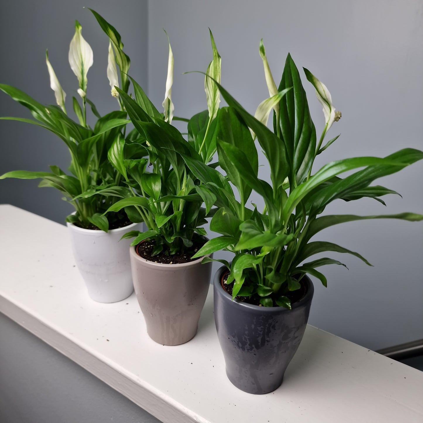 Spathiphyllum Pearl Cupido Peace Lily Houseplant 7cm pot