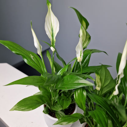 Spathiphyllum Pearl Cupido Peace Lily Houseplant 7cm pot