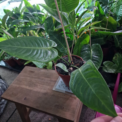 Anthurium Veitchii Houseplant 12cm pot (5)