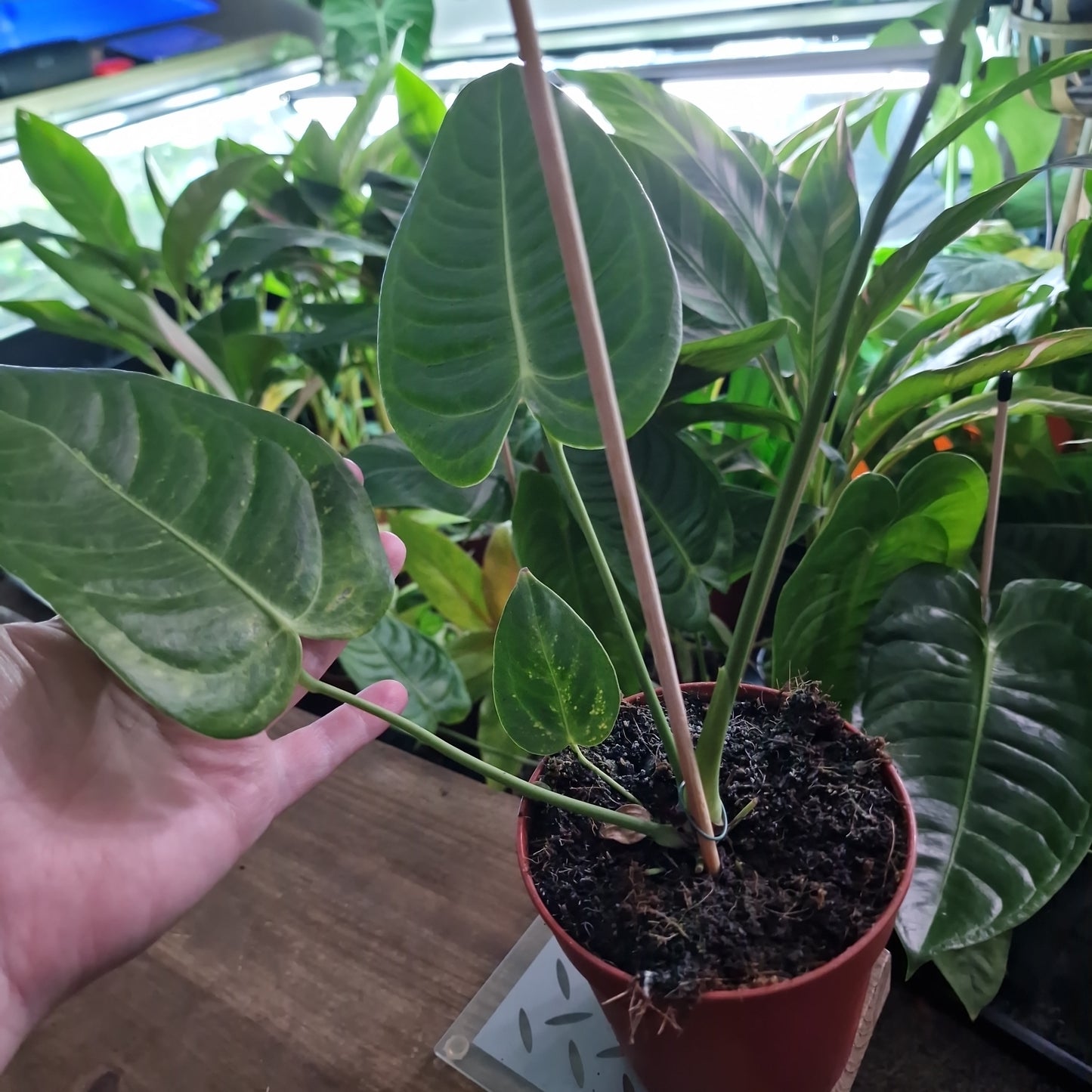Anthurium Veitchii Houseplant 12cm pot (5)
