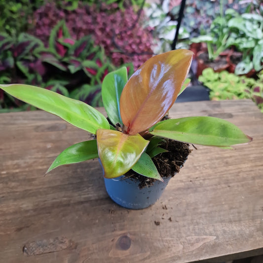Philodendron Prince of Orange Houseplant 9cm Pot
