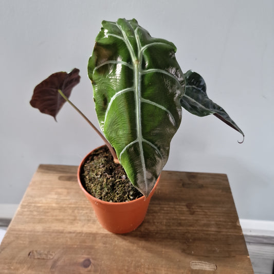 Alocasia Chantrieri Houseplant 12cm Pot