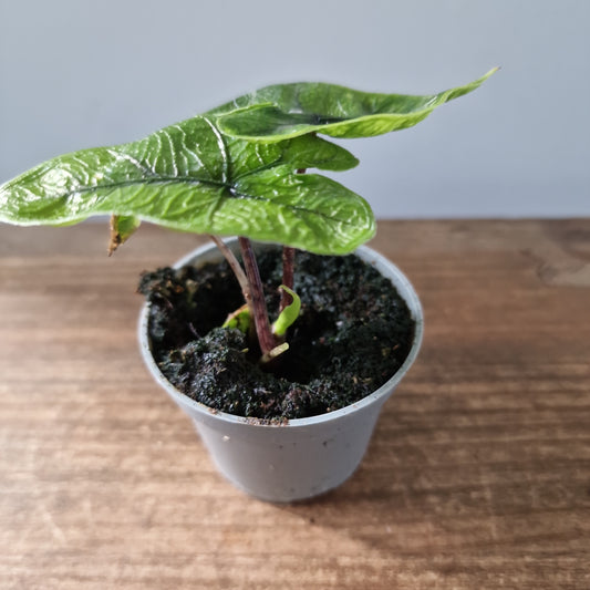Alocasia Jacklyn Houseplant 6cm pot