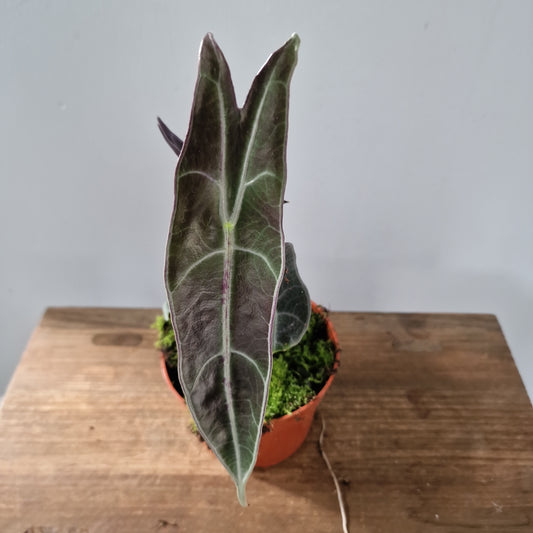 Alocasia Longiloba Purple Houseplant 10.5cm Pot
