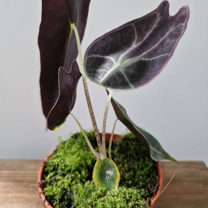 Alocasia Longiloba Purple Houseplant 10.5cm Pot