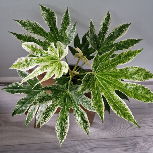 Fatsia Japonica Spider Web Houseplant or outdoor plant 12cm pot