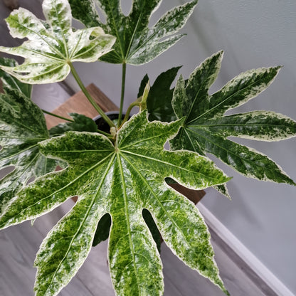 Fatsia Japonica Spider Web Houseplant or outdoor plant 12cm pot