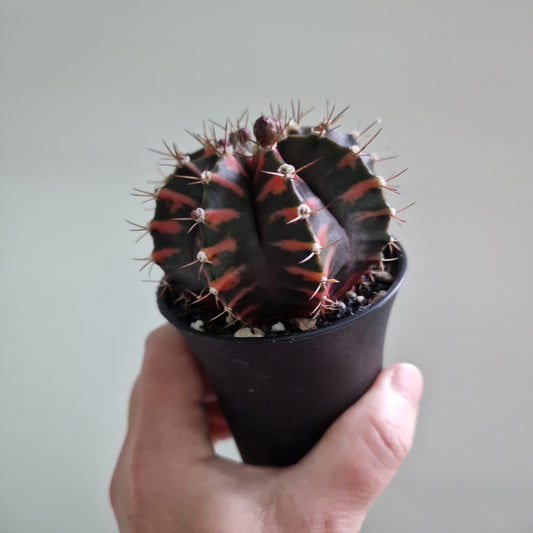 Cacti Gymnocalycium Mihanovichii Variegated Houseplant 7cm Pot (11)