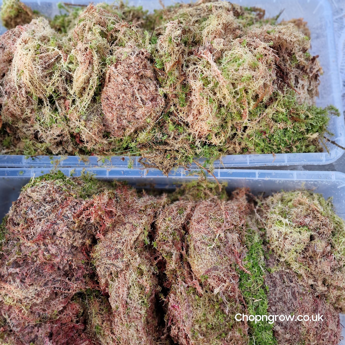 Live fresh Sphagnum Pink and Green Moss - 250g, 500g + 1kg