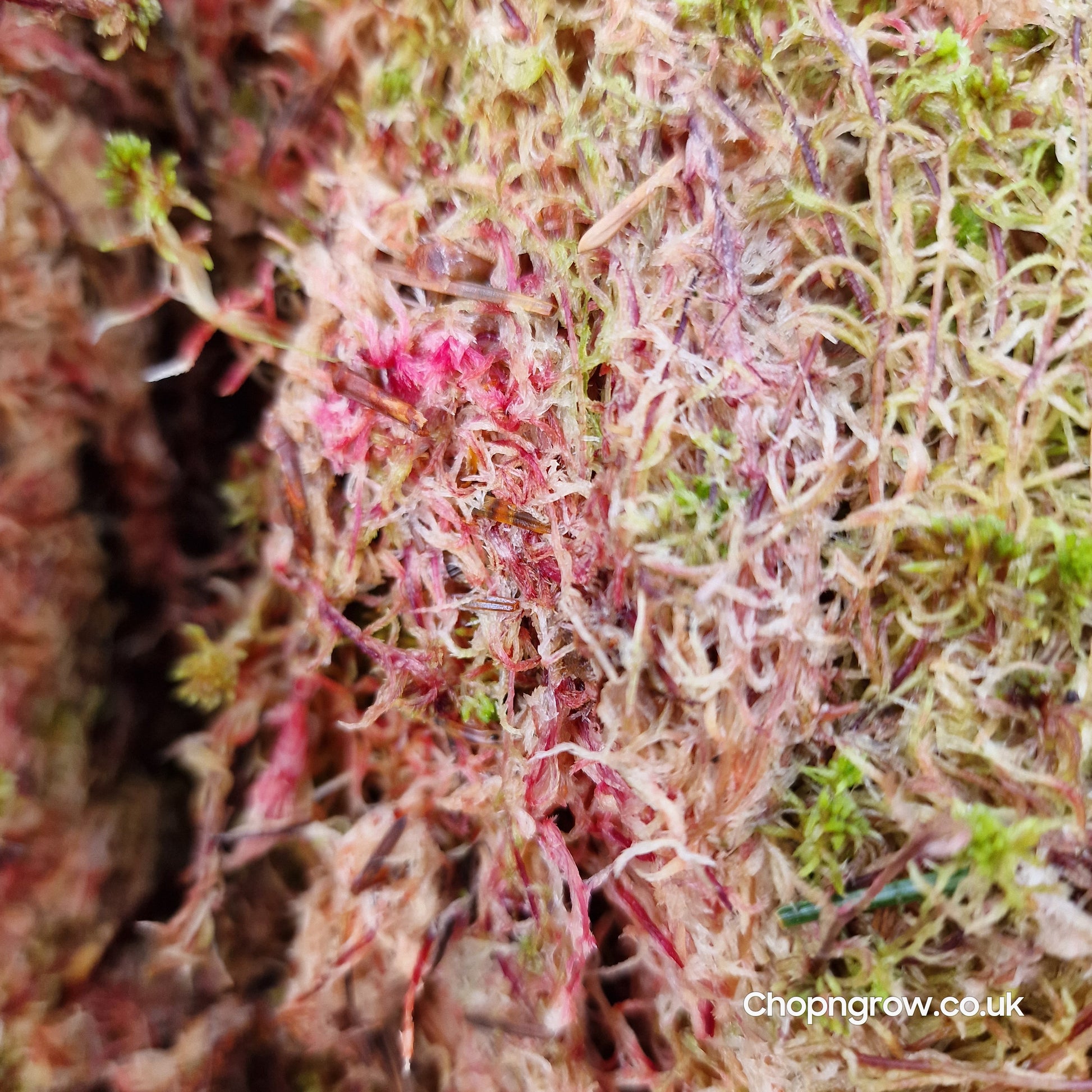 Sphagnum Moss - Red