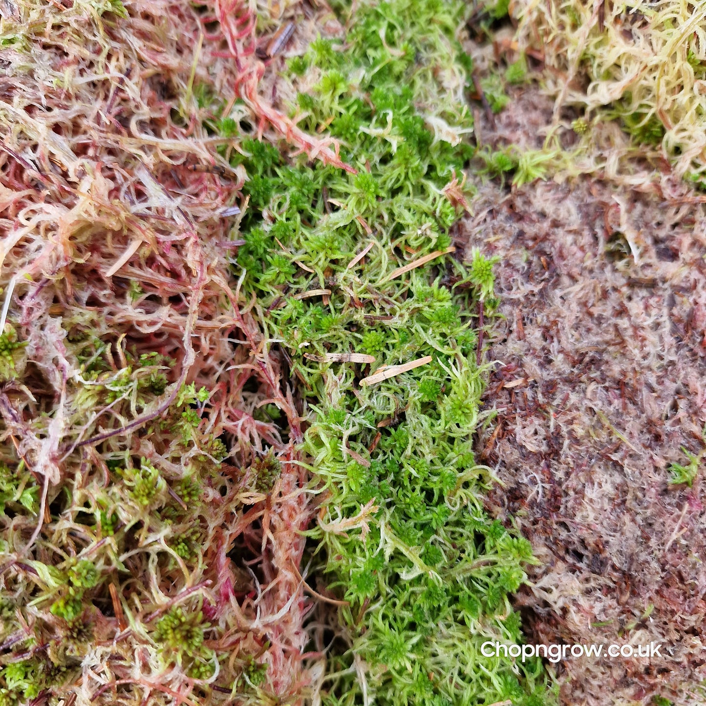 Live fresh Sphagnum Pink and Green Moss - 250g, 500g + 1kg