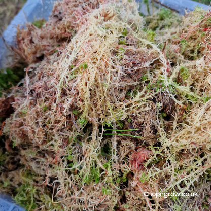 Live fresh Sphagnum Pink and Green Moss - 250g, 500g + 1kg