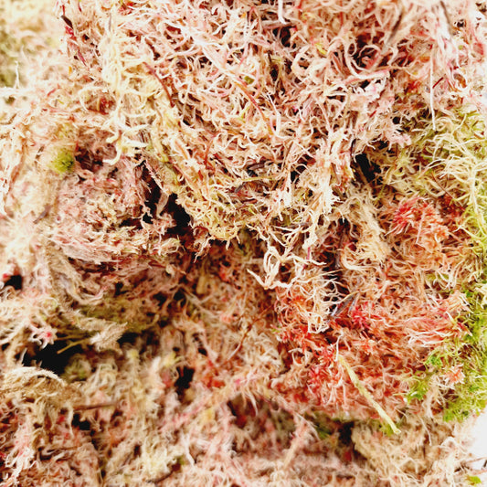Live fresh Sphagnum Pink and Green Moss - 250g, 500g + 1kg